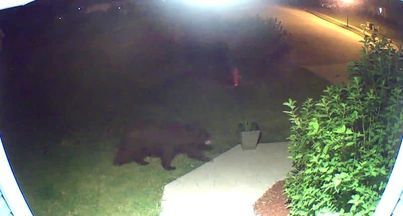 BEAR 2.jpg